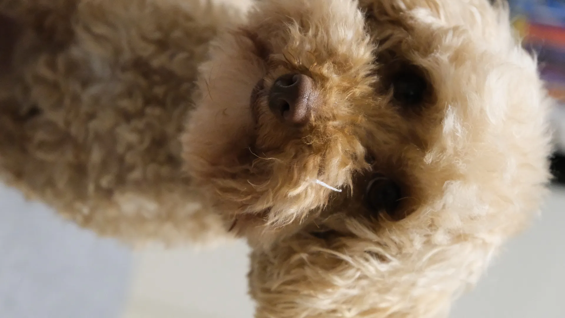 Dennis squishing Kath's cheeks